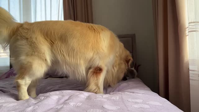 Golden Retriever Funny Reaction to Adorable Bunny