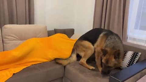 German Shepherd is shocked that he can't find his human owner