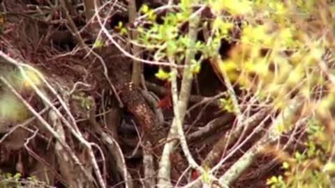OMG capuchin monkey save mouse from banded krait