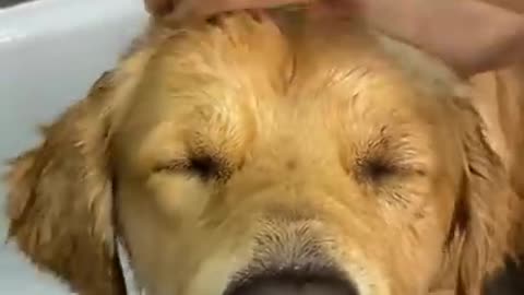 What My Dog's Care Routine Looks Like!
