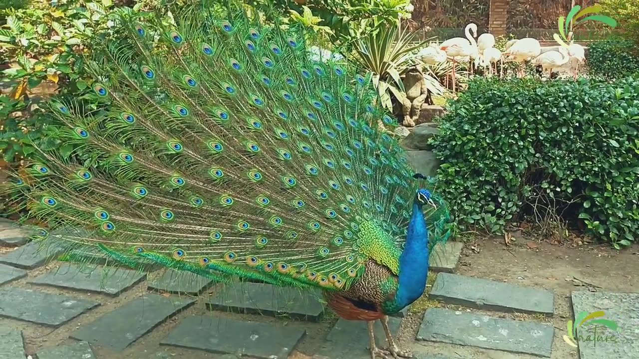 Beautiful peacock Dan's