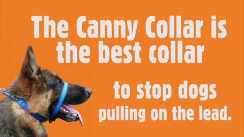 Do you have a pulling dog# Here's why the Canny Collar is the best dog head collar to train your dog