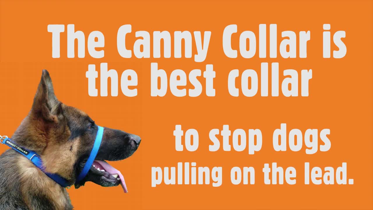 Do you have a pulling dog# Here's why the Canny Collar is the best dog head collar to train your dog