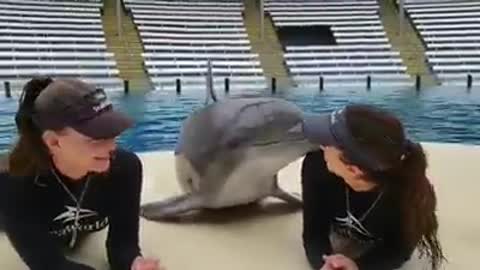 Lucky dolphin