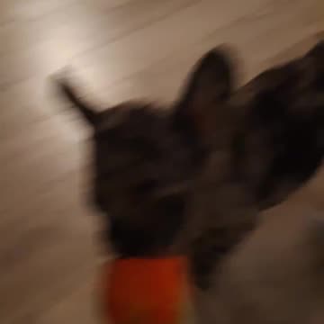 French Bulldog Puppy 6 Weeks Old Plays Ball