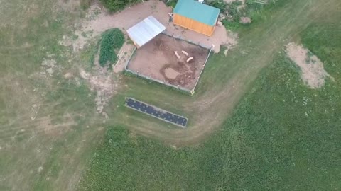 Watching the pigs with the drone