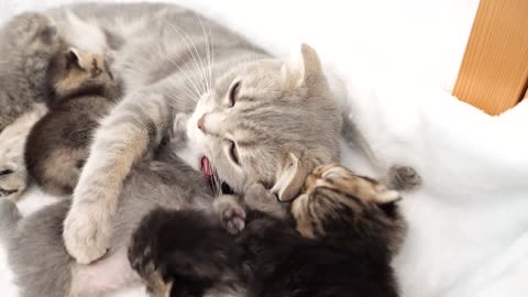 The kitten desperately endures the mother's too intense expression of affection