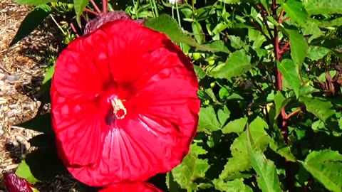 Hibiscus