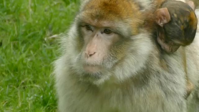 Big Monkey Baby Monkey Enjoy Funny Video