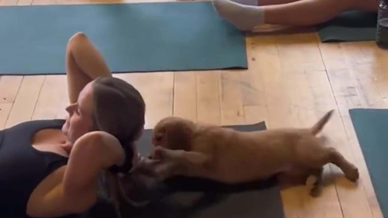 This Dogs Will Change Your Mood