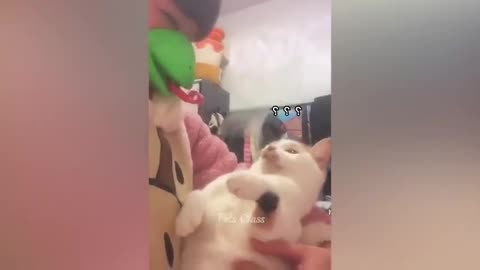 Funny pussy cat vedio