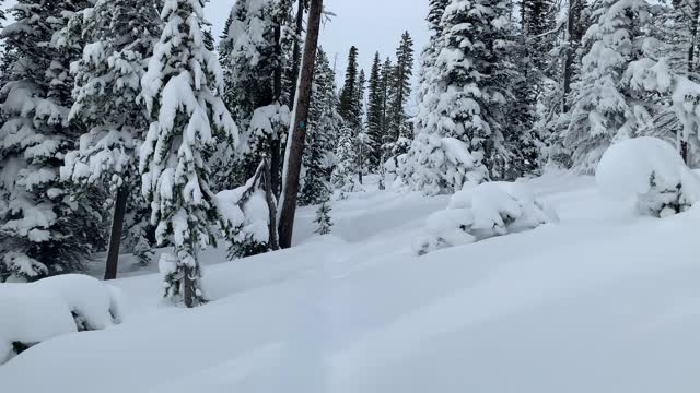 Blue Sky Peeks Between Snow Blanketed Trees – Central Oregon – Vista Butte Sno-Park – 4K