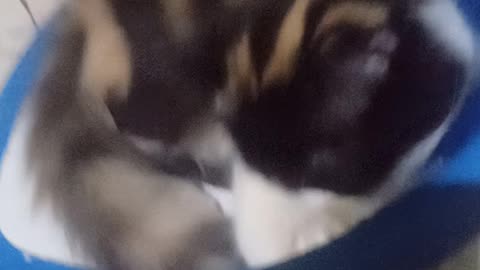 The cat lover