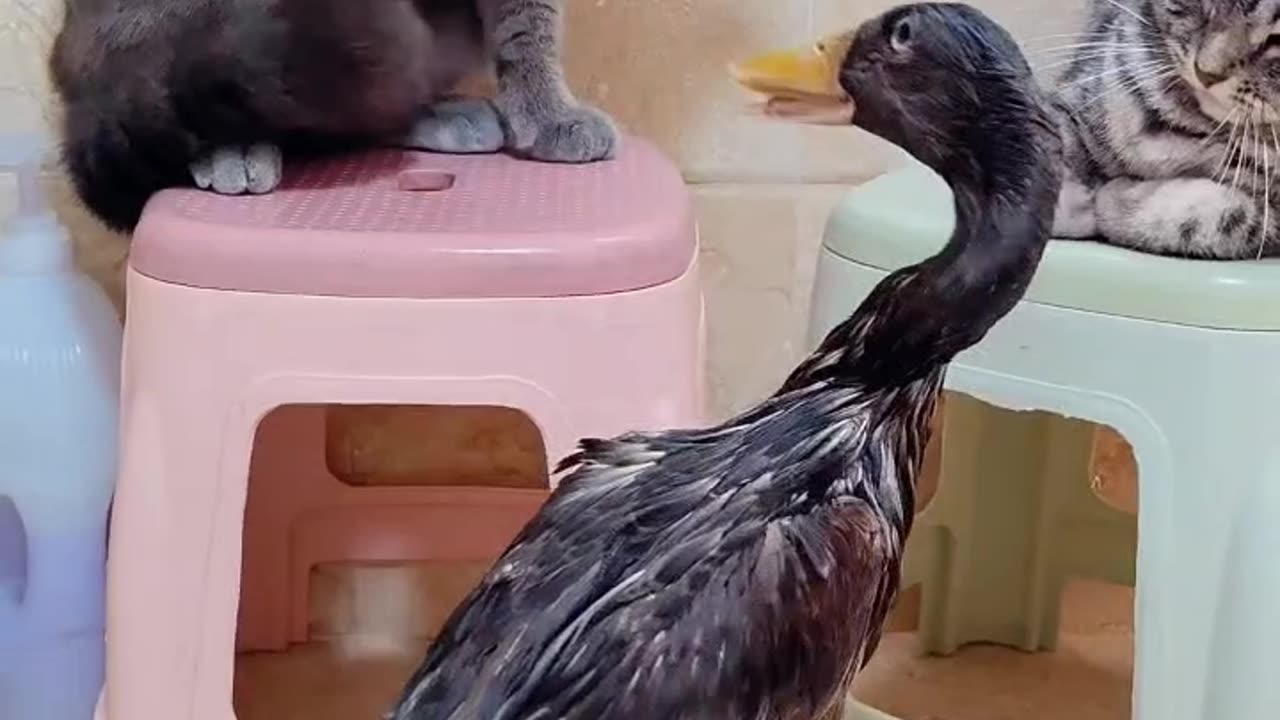 Beautiful cat duck fight