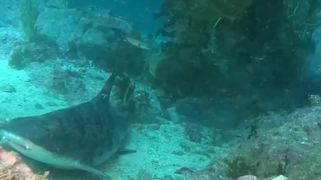 Leopard shark at Catalina Island