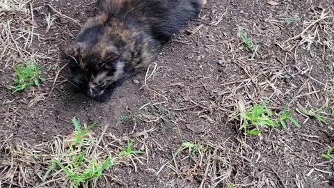 Boots playing in the rain