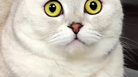 Cat funny video