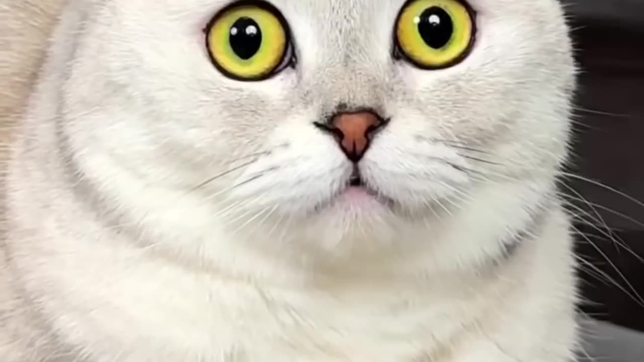 Cat funny video