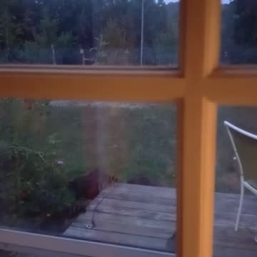 Raccoon Family - July 24, 2023