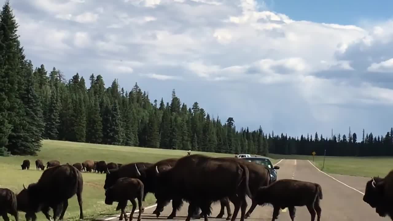 American Bisons At Grand Canyon National Park