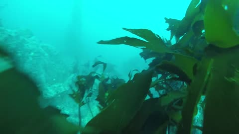 SCUBA - Carmel, California 2018 - Butterfly House