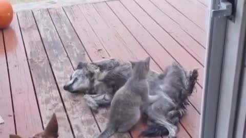 This cat is giving this dog a massage
