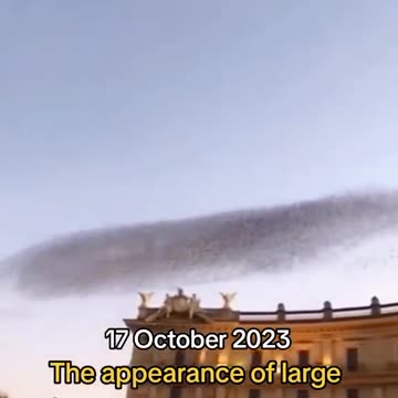 Large flocks of birds over Israel October 17th 2023
