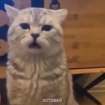 Наши любимые животные