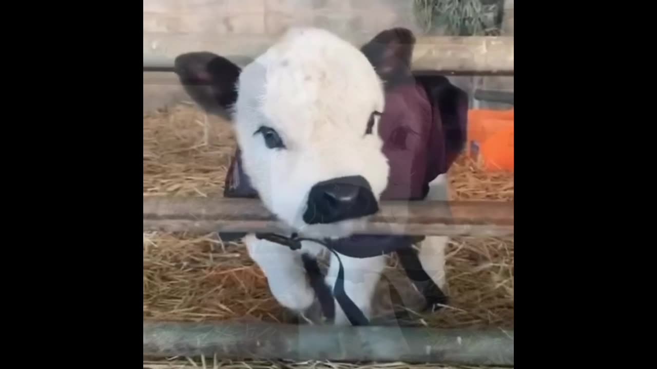 Adorable little calf munching