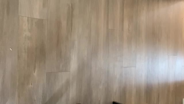 Cat misses the missus