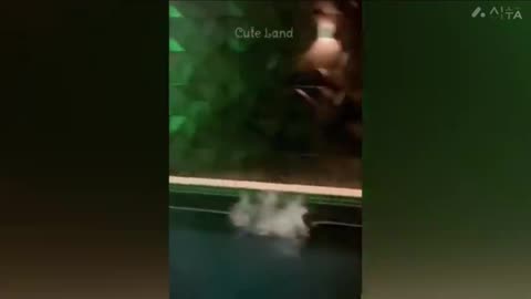 Cats funnest video 😂😂😂🤣😁🐱🐱