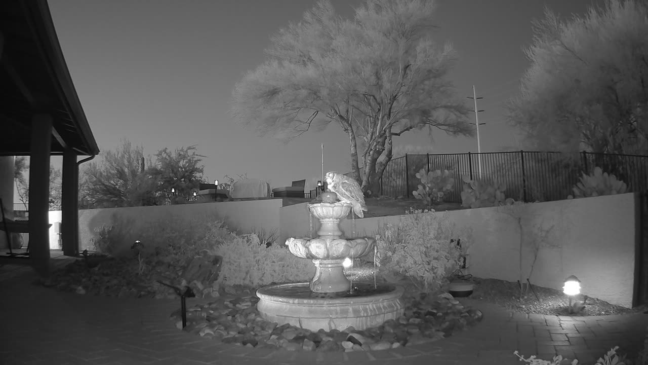 Great Horned Owl on our fountain, nighttime