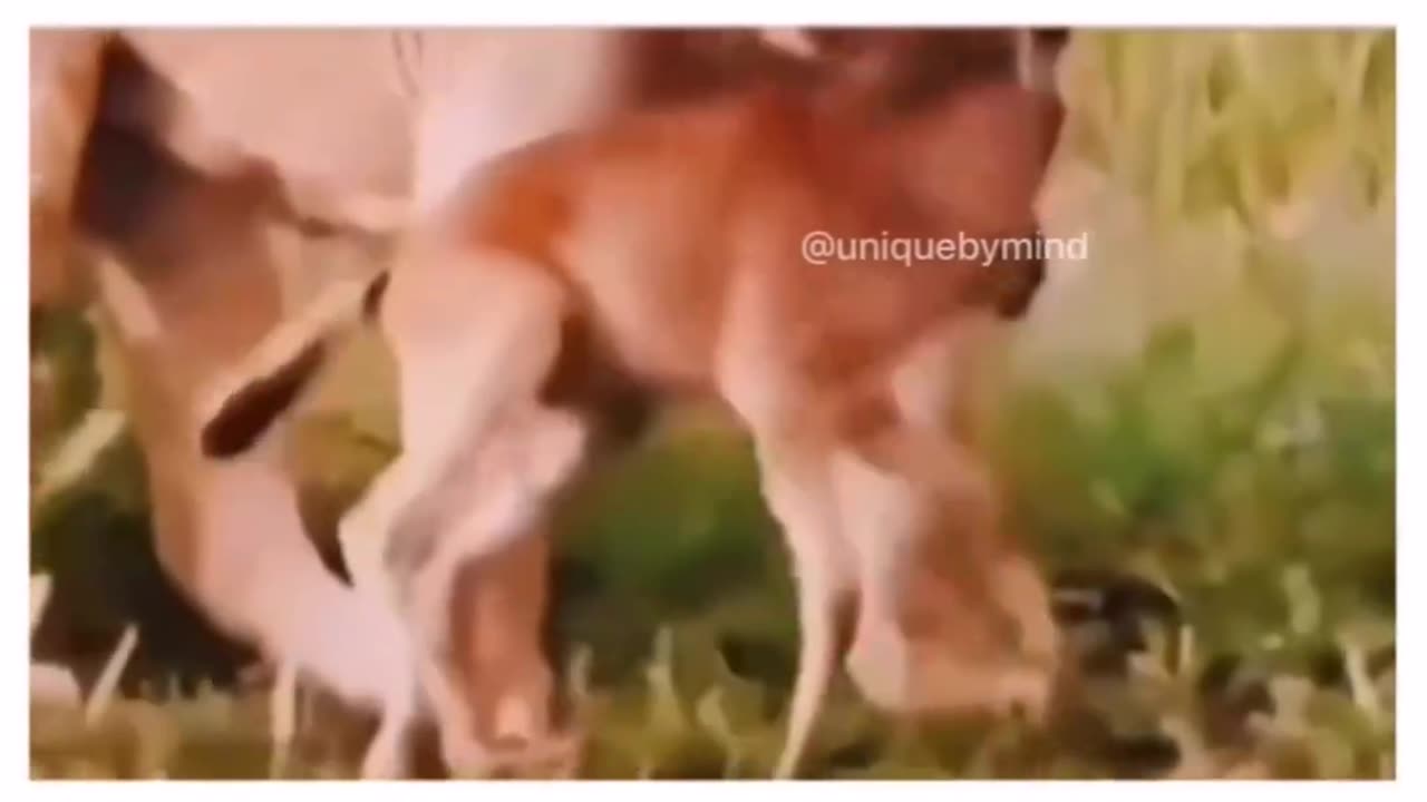 What would be the best title for this video 📸?