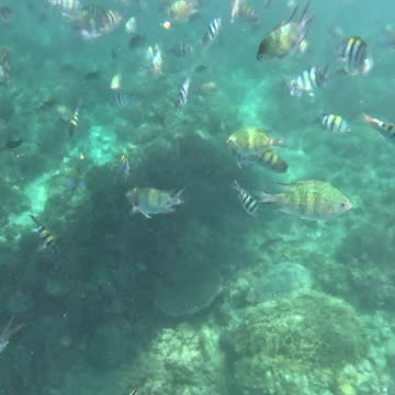 Snorkeling Adventures Philippines. Wow, so many fish!!