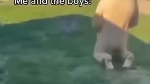 memes i found on the internet