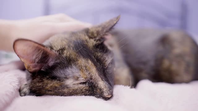 Cat laying in bed being pet by human