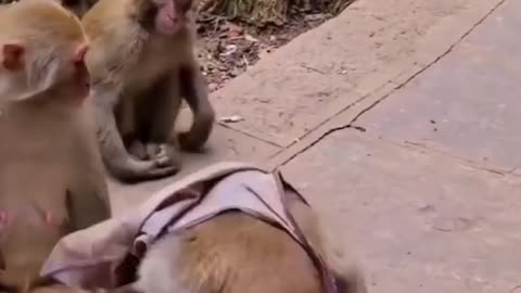 Funny Monkey Viral Video