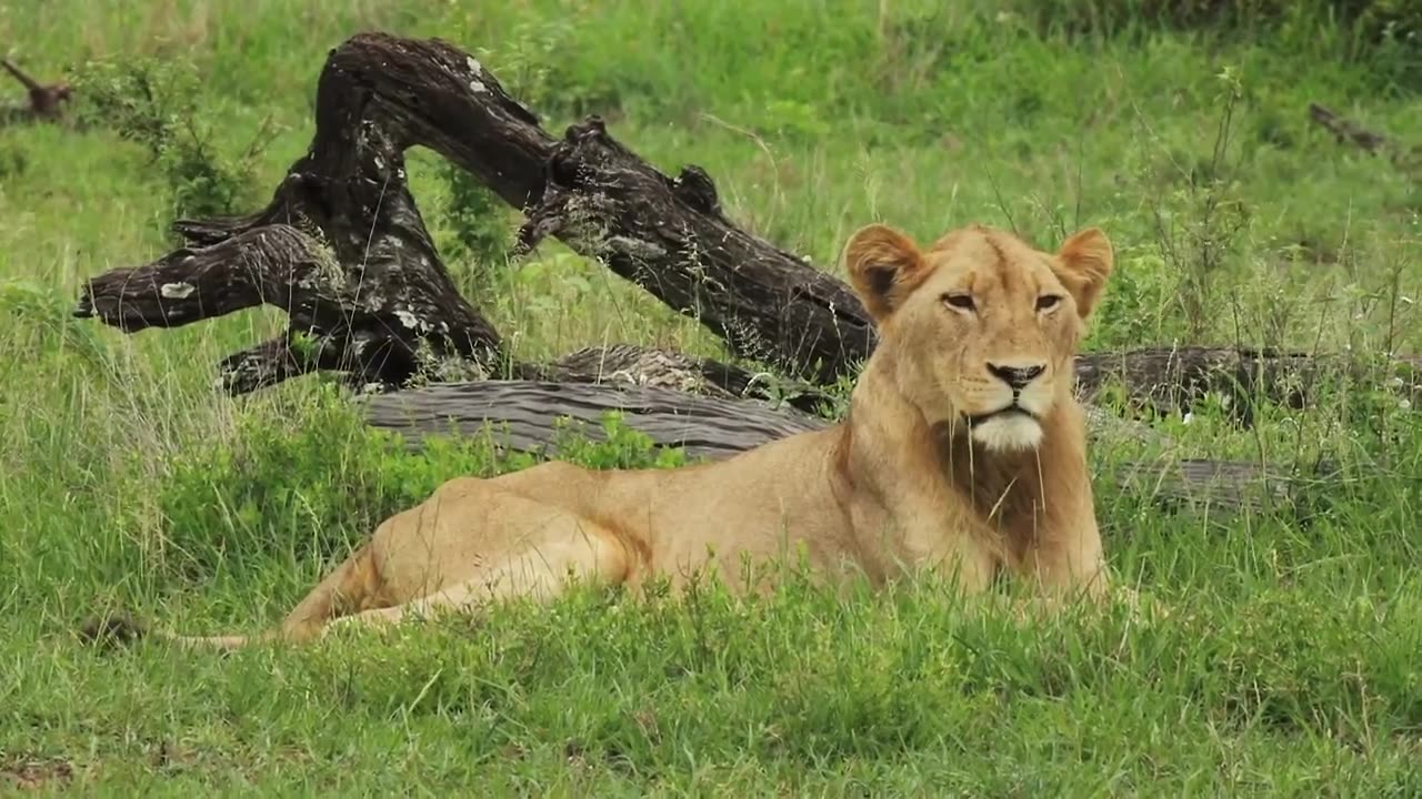Lion video
