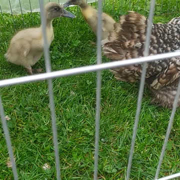 Marcela the hen 🐔and her ducklings🦆🦆🦆, green adventure