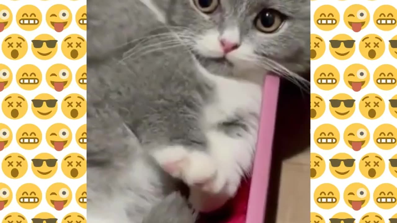 Funny animal videosππππ animal funny short video π€ππ€π