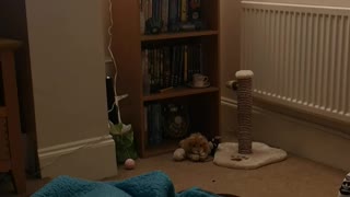 Kitten Leaps to Play Fetch