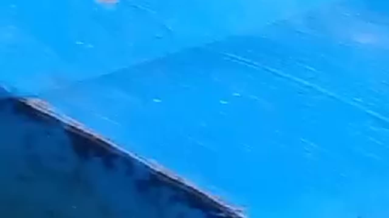 Cek larva lele umur 4 hari❗Padahal baru 1 hari makan casut
