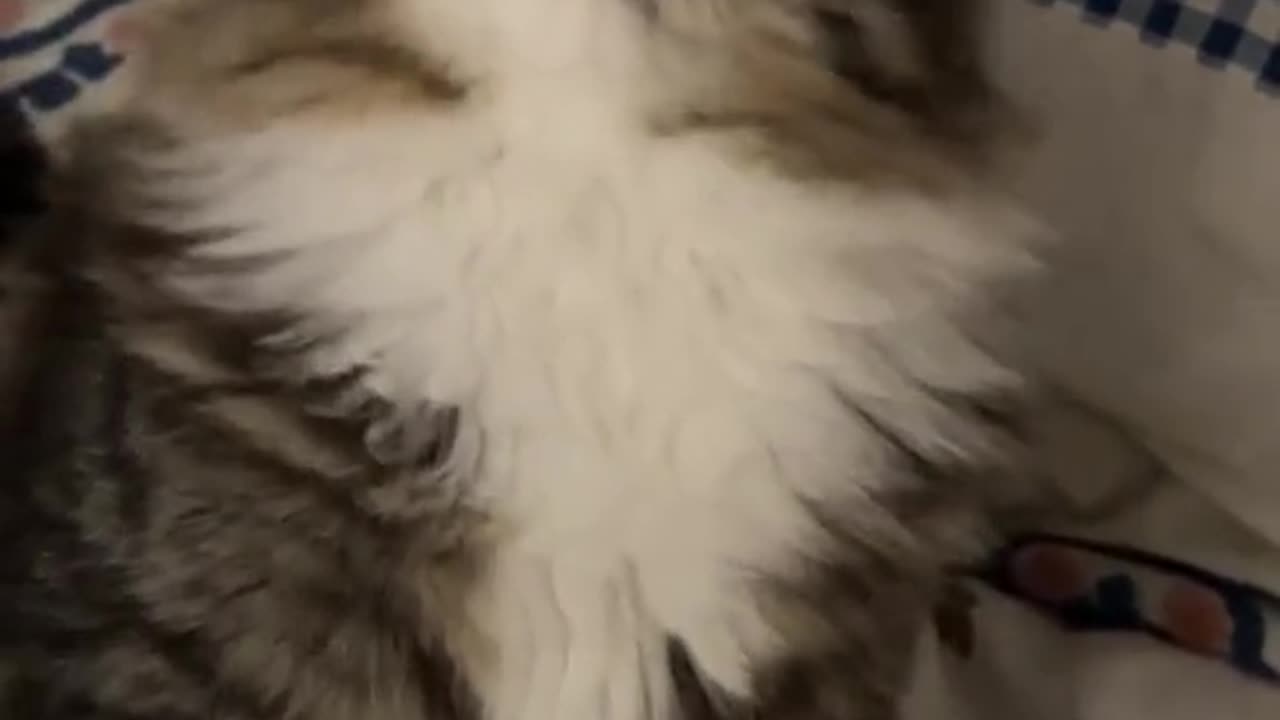 Cute Cat