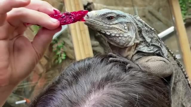 This lizard really just dropped a piece of dragonfruit right on my noggin 😂🦎