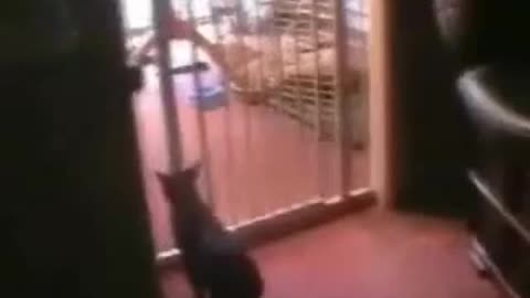 Jumping Cat Fail