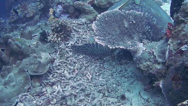 Turtle hiding under coral reef