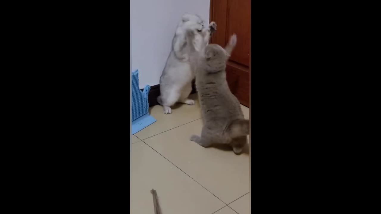 Don't mess with Momma's kitten