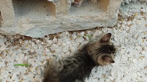 Two funny cat fight