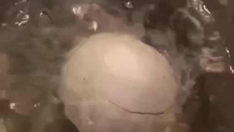 EGG DOWN!