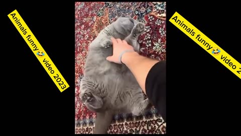 Animals funny 🤣 videos2023